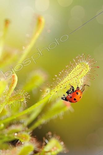 Biosphoto | 2009638 | Sevenspotted lady beetle mired by a Long-leaved Sundew | &copy; Robin Fourré / Biosphoto