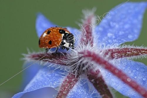 Biosphoto | 367059 | Sevenspotted lady beetle on a Common borage flower France | &copy; Denis Bringard / Biosphoto