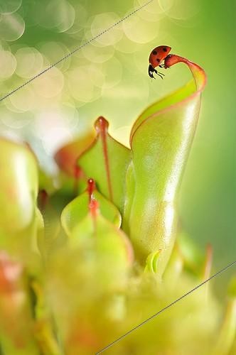 Biosphoto | 2009636 | Sevenspotted Lady Beetle on carnivorous plant Heliamphora ; Urn with nectar gland<br>Heliamphora nutans x heterodoxa  | &copy; Robin Fourré / Biosphoto