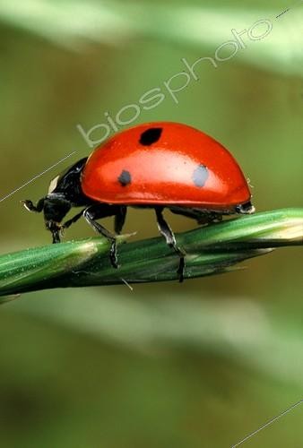 Biosphoto | 2985 | Sevenspotted lady beetle on grass France | &copy; Jean-Michel Labat / Biosphoto