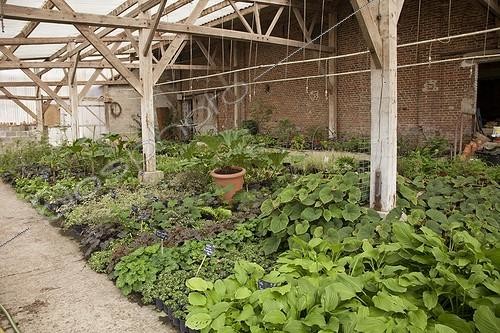 Biosphoto | 1994442 | Shade loving plants and multiplication greenhouse in nursery | &copy; Dominique Dumas / Biosphoto