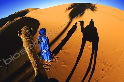 Biosphoto | 149171 | Shades of a guide camel driver and his camel on a dune   ; Tourist camel trek in the sand dunes of Erg Chebbi area.  | &copy; Martin Harvey / Biosphoto