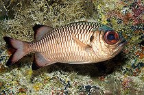 Biosphoto | 533310 | Shadowfin Soldierfish Tuamotu French Polynesia | &copy; Yann Hubert / Biosphoto