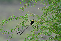 Biosphoto | 2623043 | Shaft tailed whydah (Vidua regia) in breeding plumage. Botswana. | &copy; Michel Bureau / Biosphoto
