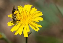 Biosphoto | 2445640 | Shaggy Furrow-bee (Lasioglossum villosulum) female on Rough hawksbeard (Crepis biennis), solitary bees, Vosges du Nord Regional Natural Park, France | &copy; Michel Rauch / Biosphoto