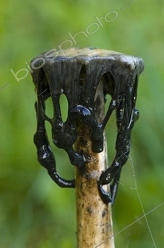 Biosphoto | 1849028 | Shaggy Ink Cap Denmark | &copy; Steen Drozd Lund / Biosphoto