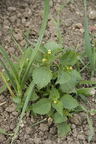 Biosphoto | 1258439 | Shaggy soldier in a kitchen garden | &copy; Alexandre Petzold / Biosphoto
