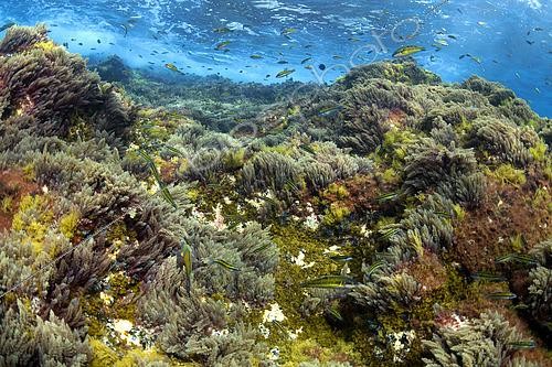 Biosphoto | 2615541 | Shallow rocky seabed covered by various species of algae, with the presence of ornate wrasse (Thalassoma pavo). Submarine seafloors of Tenerife, Canary Islands, Atlantic Ocean. | &copy; Sergio Hanquet / Biosphoto