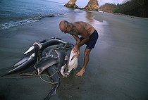 Biosphoto | 1251358 | Sharks finned alive wash up on beach Costa Rica | &copy; Jeffrey Rotman / Biosphoto