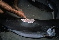 Biosphoto | 1251359 | Sharks finned alive wash up on beach Costa Rica | &copy; Jeffrey Rotman / Biosphoto