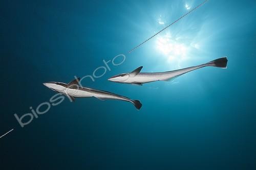 Biosphoto | 1899265 | Sharksuckers Aliwal Shoal South Africa Indian Ocean  | &copy; Reinhard Dirscherl / Biosphoto