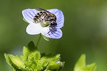 Biosphoto | 2444163 | Sharp-collared furrow bee (Lasioglossum malachurum) female on Germander speedwell (Veronica chamaedrys) flower, solitary bees, Vosges du Nord Regional Natural Park, France | &copy; Michel Rauch / Biosphoto