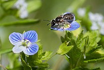 Biosphoto | 2444164 | Sharp-collared furrow bee (Lasioglossum malachurum) female on Speedwell (Veronica sp.) flower, solitary bees, Vosges du Nord Regional Natural Park, France | &copy; Michel Rauch / Biosphoto