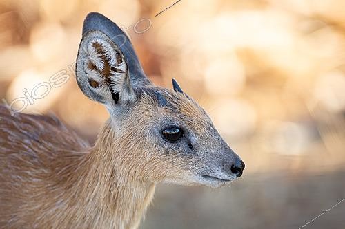 Biosphoto | 2628626 | Sharpe's Grysbok (Raphicerus sharpei). Kruger National Park, South Africa. | &copy; Pablo Barrena / Biosphoto
