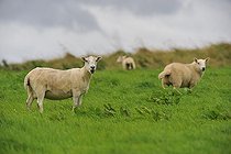 Biosphoto | 2583164 | Sheep grazing in Scotland | &copy; Robin Fourré / Biosphoto