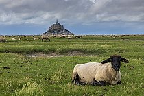 Biosphoto | 2484721 | Sheep grazing in the salt meadows of Mont Saint-Michel, Manche, Normandy, France | &copy; Yann Avril / Biosphoto