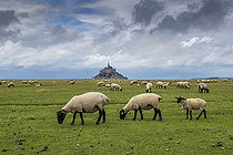 Biosphoto | 2484722 | Sheep grazing in the salt meadows of Mont Saint-Michel, Manche, Normandy, France | &copy; Yann Avril / Biosphoto