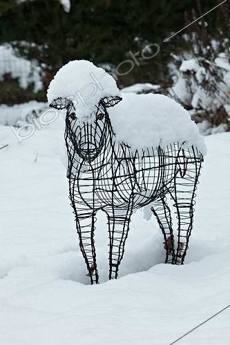 Biosphoto | 1091639 | Sheep statue in a garden under snow | &copy; Philippe Giraud / Biosphoto