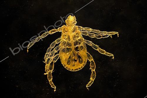 Biosphoto | 2554721 | Sheep tick (Ixodes ricinus) light microscopy | &copy; Stéphane Vitzthum / Biosphoto