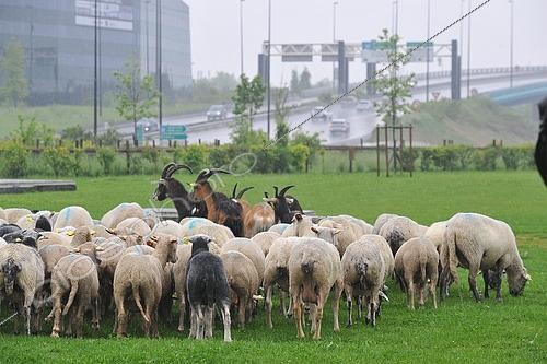 Biosphoto | 2583150 | Sheep transhumance in town, France | &copy; Robin Fourré / Biosphoto