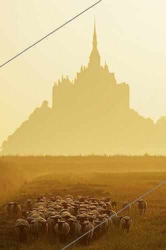 Biosphoto | 691754 | Sheeps near the Mont-Saint-Michel at sunrise France | &copy; Vincent M. / Biosphoto