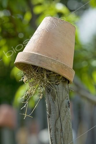 Biosphoto | 472697 | Shelter for Earwigs in a garden Provence | &copy; Philippe Giraud / Biosphoto