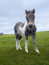 Biosphoto | 2601932 | Shetland pony in Esha Ness on the Shetland Islands in Scotland. Europe, Great Britain, Scotland, Northern Isles, early summer | &copy; Martin Zwick / Biosphoto