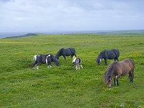 Biosphoto | 2601933 | Shetland pony in Esha Ness on the Shetland Islands in Scotland. Europe, Great Britain, Scotland, Northern Isles, early summer | &copy; Martin Zwick / Biosphoto