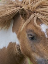 Biosphoto | 2601938 | Shetland pony on Foula, part of the Shetland Islands in Scotland. Europe, Great Britain, Scotland, Northern Isles, early summer | &copy; Martin Zwick / Biosphoto