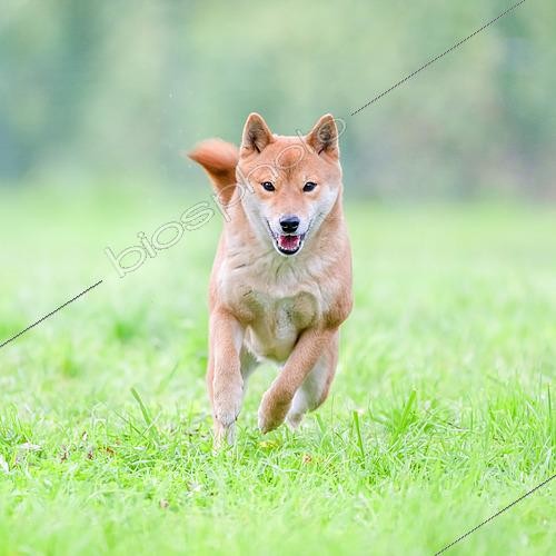 Biosphoto | 2589763 | Shiba Inu, female running in a meadow, France | &copy; Patrick Glaume / Biosphoto