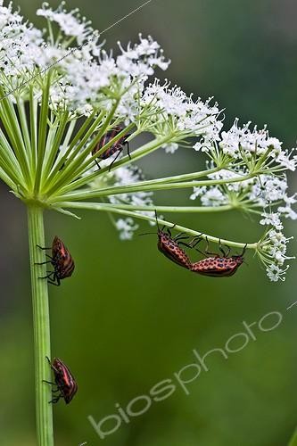 Biosphoto | 2024158 | Shield bugs on umbellifera in Catalonia - Spain | &copy; Antoni Agelet / Biosphoto