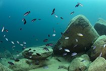 Biosphoto | 2546282 | Shoal of African Cichlid, (Metriaclima sp.) Zebra Cichlid (male) Malawi Lake is the ninth largest lake in the world, Likoma Island, Malawi Lake, Malawi, East Africa | &copy; Franco Banfi / Biosphoto