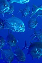 Biosphoto | 981091 | Shoal of Bigeye Travellys, Ras Mohammed, Sinai, Red Sea, Egypt | &copy; Borut Furlan / WaterFrame / Biosphoto