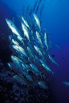 Biosphoto | 981130 | Shoal of Bigeye Travellys, Ras Mohammed, Sinai, Red Sea, Egypt | &copy; Borut Furlan / WaterFrame / Biosphoto