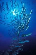 Biosphoto | 981131 | Shoal of Bigeye Travellys, Ras Mohammed, Sinai, Red Sea, Egypt | &copy; Borut Furlan / WaterFrame / Biosphoto