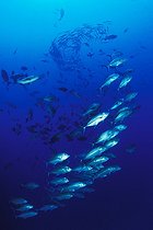 Biosphoto | 981183 | Shoal of Bigeye Travellys, Ras Mohammed, Sinai, Red Sea, Egypt | &copy; Borut Furlan / WaterFrame / Biosphoto