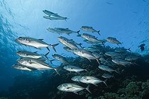 Biosphoto | 2050796 | Shoal of Bigeye Trevally, Caranx sexfasciatus, Red Sea, Ras Mohammed, Egypt | &copy; Reinhard Dirscherl / Biosphoto