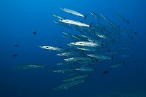 Biosphoto | 2050797 | Shoal of Blackfin Barracuda, Sphyraena qenie, Red Sea, Ras Mohammed, Egypt | &copy; Reinhard Dirscherl / Biosphoto