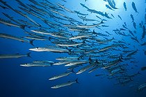 Biosphoto | 2050798 | Shoal of Blackfin Barracuda, Sphyraena qenie, Red Sea, Ras Mohammed, Egypt | &copy; Reinhard Dirscherl / Biosphoto