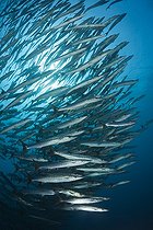 Biosphoto | 2050800 | Shoal of Blackfin Barracuda, Sphyraena qenie, Red Sea, Ras Mohammed, Egypt | &copy; Reinhard Dirscherl / Biosphoto