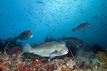 Biosphoto | 2597020 | Shoal of Bumphead Parrotfishes, Bolbometopon muricatum, Raja Ampat, West Papua, Indonesia | &copy; Reinhard Dirscherl / Biosphoto