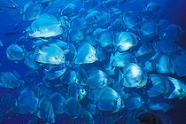 Biosphoto | 981082 | Shoal of Longfin Batfish, Ras Mohammed, Sinai, Red Sea, Egypt | &copy; Borut Furlan / WaterFrame / Biosphoto