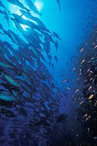 Biosphoto | 981079 | Shoal of Red Reef Snapper, Ras Mohammed, Sinai, Red Sea, Egypt | &copy; Borut Furlan / WaterFrame / Biosphoto