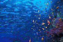 Biosphoto | 981080 | Shoal of Red Reef Snapper, Ras Mohammed, Sinai, Red Sea, Egypt | &copy; Borut Furlan / WaterFrame / Biosphoto