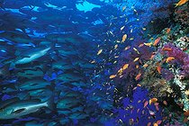 Biosphoto | 981089 | Shoal of Red Reef Snapper, Ras Mohammed, Sinai, Red Sea, Egypt | &copy; Borut Furlan / WaterFrame / Biosphoto
