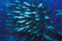 Biosphoto | 981159 | Shoal of Red Reef Snapper, Ras Mohammed, Sinai, Red Sea, Egypt | &copy; Borut Furlan / WaterFrame / Biosphoto