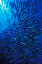 Biosphoto | 981160 | Shoal of Red Reef Snapper, Ras Mohammed, Sinai, Red Sea, Egypt | &copy; Borut Furlan / WaterFrame / Biosphoto