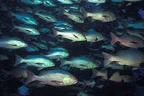 Biosphoto | 746880 | Shoal of Red Reef Snapper, Sinai, Ras Mohammed, Red Sea, Egypt | &copy; Borut Furlan / WaterFrame / Biosphoto