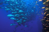 Biosphoto | 746881 | Shoal of Red Reef Snapper, Sinai, Ras Mohammed, Red Sea, Egypt | &copy; Borut Furlan / WaterFrame / Biosphoto