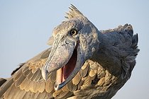 Biosphoto | 2547232 | Shoebill (Balaeniceps rex), also Abu Markub, animal portrait, frontal, in evening light, against sky, Bangweulu Swamps, Zambia, Africa | &copy; imageBROKER / Biosphoto